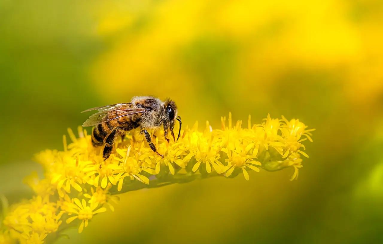 PayPal fails to compel arbitration in Honey affiliate commission lawsuit - PPC Land